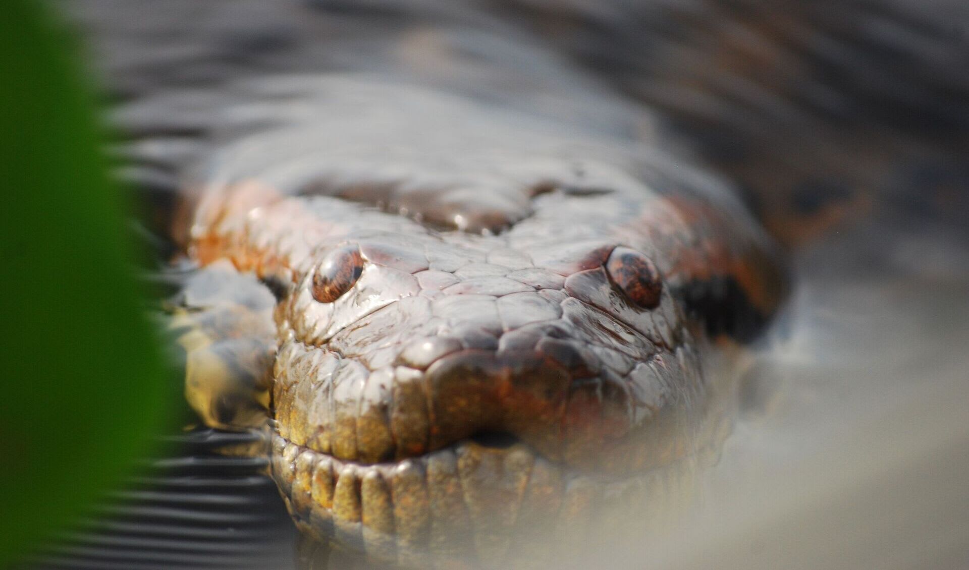 Green Anaconda Facts Distribution Population BioDB green-anaconda-facts-distribution-population-biodb